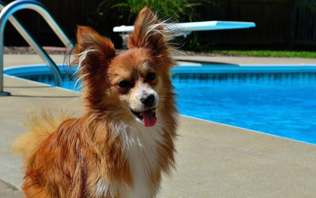 Do You Know About These Water Dangers for Pets?