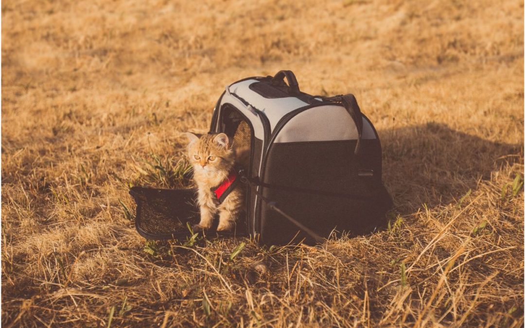 How to Keep Your Pet Safe When Traveling