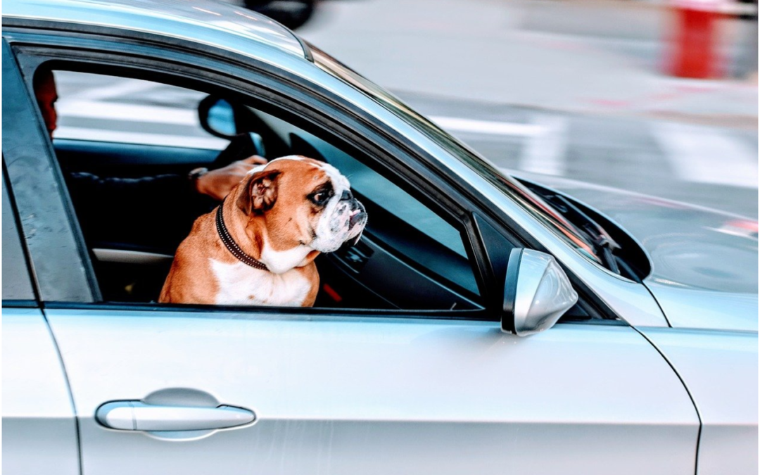 How to Handle Spring Break Traveling with Your Pet