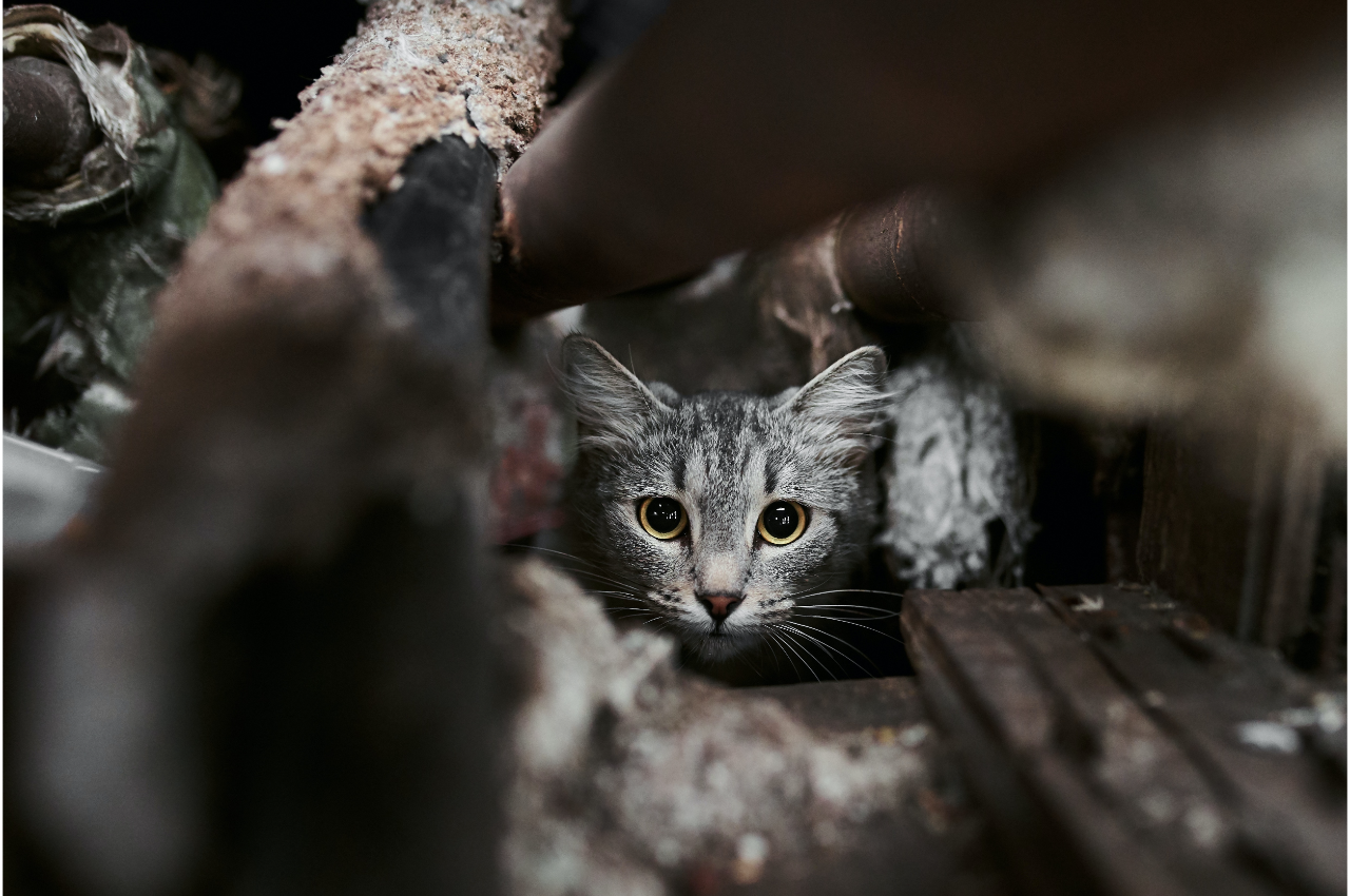 3-signs-of-an-anxious-cat-mission-valley-pet-clinic