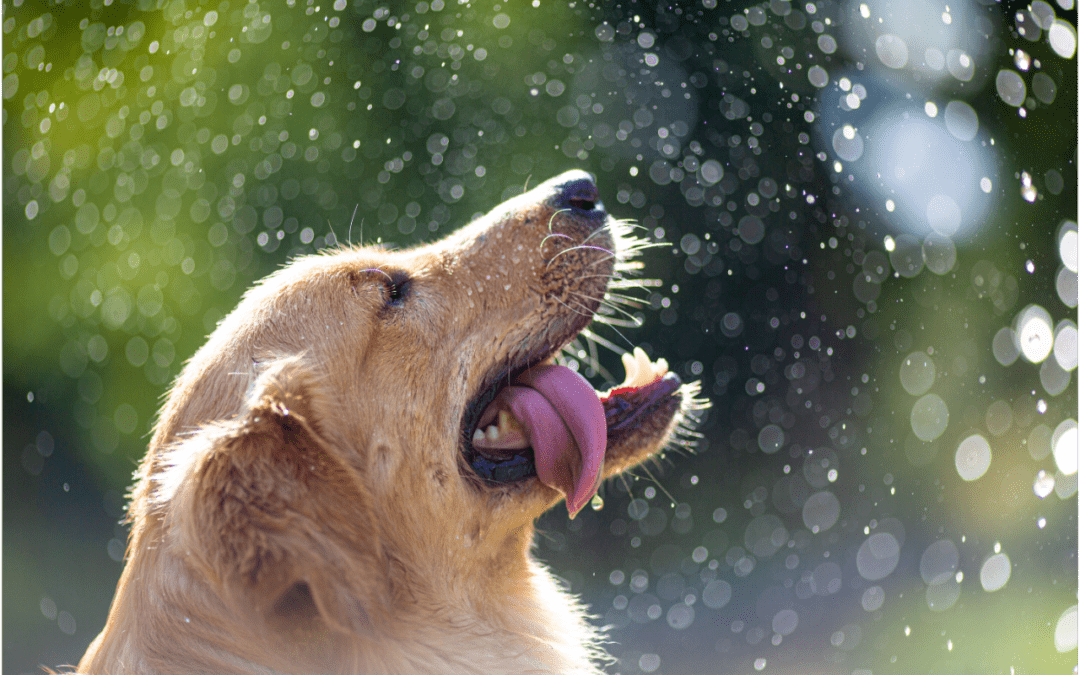 How to Prevent and Spot the Signs of Heatstroke in Your Pet