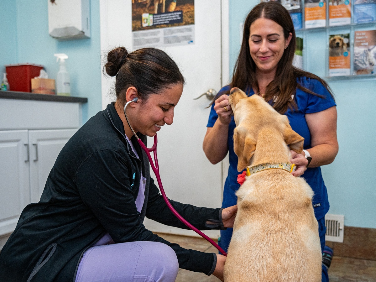 vets examing the dog